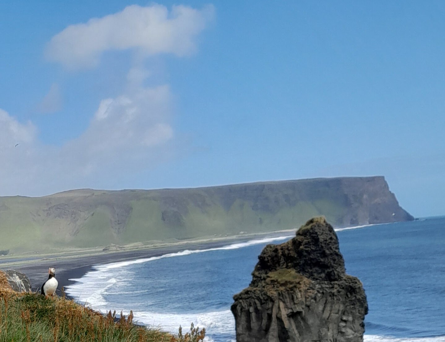 Puffin